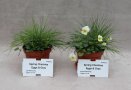 Zwei Pflanztöpfe mit Veilchen-Blumen und Gräser stehen nebeneinander zum Vergleichen des Wachstums davor Schilder