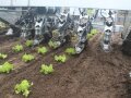 Hackroboter mit Fräskopfe gräbt bei der Anfahrt auf dem Salatfeld