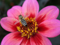 Eine Biene sitzt auf den großen lachsorangefarbenen Blumen mit rotem Ring um die Blumenscheibe