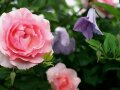 Waldrebe mit kleinen glockenförmigen Blüten in einem zarten Violett umgeben mit Rosen
