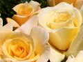 Rosen in honiggelbe, nach außen hin cremeweißer Farbe