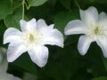 Waldrebe mit großen Blüten in Weiß und blassviolett gerändert
