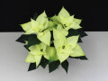 Poinsettie mit cremeweißen Blüten und grünen glattrandigen Laubblättern