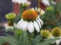 Eine Biene sammelt Pollen an den Staubgefäßen einer Echinacea-Blume