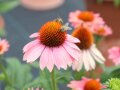 Zwei Bienen sammeln Pollen an den Staubgefäßen einer lilafärbenden Sonnenhut-Blume