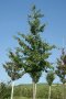 Aufrechter schmaler Baum mit grünen Laubblättern auf der Plantage, umgeben mit Weinbergen