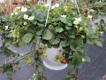 Teilweise reife Erdbeeren mit weißen Blüten und grünen Blättern in Ampel auf der Schaufläche