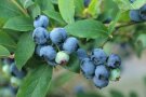 Dunkelblaue Heidelbeeren hängen am Zweig.