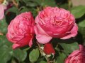 Rosettenartigen Rosen in rosaroten Blüten mit Knospen und Laubblättern
