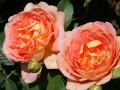 Rosen in kupferorangen Blüten mit goldgelber Innenseite, Knospen und Laubblättern