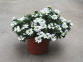 Eine Topfpflanze auf den Boden mit kleinen, filigranen weißen Blüten und dunkel-eiförmigen Laubblättern