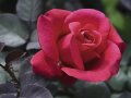 Gefüllte Rosen in magentaroten Blüten mit Laubblättern