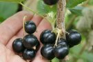 Eine Hand hält Schwarze Johannisbeeren im Vergleich mit kurzen Rispen am Zweig.