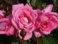 Rosen in rosafarbenen bis silbrigen gefüllten Blüten mit Knospen und Laubblättern