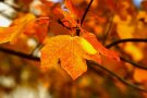 Leuchtendes Gelb bis orangefarbigen Laubblättern hängen am Ast