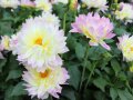 Große Blumen mit Cremegelben und dunkelrosa Spitzen mit Laubblättern und Knospen auf der Schaufläche