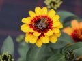 Eine Biene sitzt auf einer Zinnien-Blume mit rotem Ring um die Blumenscheibe