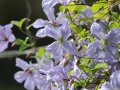 Waldrebe mit großen glockenförmigen Blüten in Blau