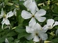 Waldrebe mit Blüten in Weiß und Staubgefäßen in der Mitte