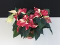 Poinsettie-Blüten in Rot mit cremeweißen Sprenkeln und grünen gewölbten Laubblättern