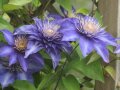 Waldrebe mit schalenförmigen gefüllten Blüten in Blau