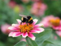 Eine Hummel sammelt Pollen an den gelben Staubgefäßen einer rosa-färbenden Blume