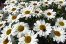 Eine Hummel sammelt Pollen auf einer weißen Strauchmargerite mit gelben Röhrenblüten.