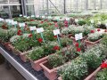 Blumenkasten mit blühenden Blumen und Etiketten auf einem Kulturtisch im Gewächshaus