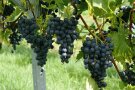 Fruchtstände von blauen Tafeltrauben am Rebstock.
