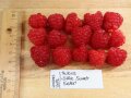 Reife Himbeeren auf dem Schneidbrett mit Lineal und Etikettenschild