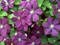 Waldrebe mit Blüten in dunkelviolett und cremegelbe Staubgefäßen