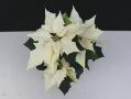 Poinsettie mit cremefarbenen großen Blütenkranz und grünen Laubblättern