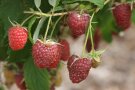 Dunkelroten Himbeeren hängen am Stiel mit Laubblättern.