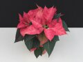 Poinsettie mit rötlich-apricot gesprenkelt Blüten und grünen glattrandigen Laubblättern