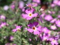 Viele kleine violettfarbene Blüten mit gelbem Auge an den Stauden