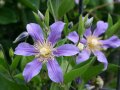 Waldrebe mit halbkugeligen Blüten in Blau und gelben Staubgefäßen