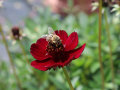 Eine Biene sammelt Pollen an den Staubgefäßen einer rot-färbenden Cosmos-Blume