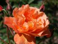 Rosen in leuchtend kupferorange Blüten mit Knospen