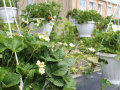 Unreife Erdbeeren mit weißen Blüten und grünen Blättern in Ampel auf der Schaufläche, Hintergrund Gebäude
