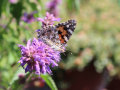 Ein Schmetterling an den Stauden einer lila-färbenden Blüte