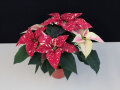 Poinsettie-Blüten in Rot mit weißen Sprenkeln und grünen glattrandigen Laubblättern