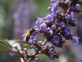 Eine Biene an die hellvioletten Blütenstände mit grünen Laubblättern