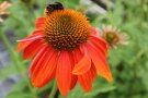 Eine Hummel sammelt Pollen an den Staubgefäßen einer orangefärbenden Sonnenhut-Blume.