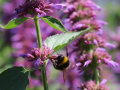 Eine Hummel taucht den Kopf in die geöffnete Blüte, um an den Pollen zu gelangen