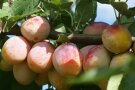 Früchte mit rot gefärbt auf orange-gelben Grund hängen dicht am Ast mit Laubblättern.