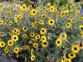 Viele blühende Sonnenblumen mit gelben Blüten und dunkler Mitte auf der Schaufläche