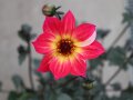 Pinkgelbe Zungenblüten mit Röhrenblüten in der Mitte umgeben mit Laubblättern und Knospen