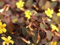 Eine Biene taucht tief in die geöffneten Blüten, um an den Pollen zu gelangen