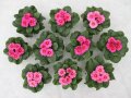 Zehn pinkblühenden Primelpflanzen auf den Boden zum Vergleichen des Wachstums