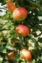 Äpfel in gelbgrüner Grundfarbe mit roter Deckfarbe und Laubblättern